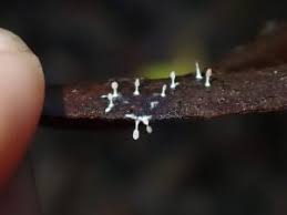 Attēlu rezultāti vaicājumam “Diachea leucopodia macro”