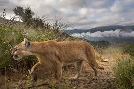 Image result for Craigmount Cougars