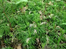 Attēlu rezultāti vaicājumam “Diphasium complanatum”