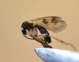 Attēlu rezultāti vaicājumam “Comatricha elegans var. microspora”