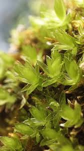 Attēlu rezultāti vaicājumam “Bryum moravicum”