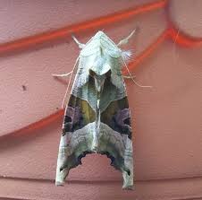 Attēlu rezultāti vaicājumam “Phlogophora meticulosa”