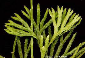 Attēlu rezultāti vaicājumam “Lignydium muscorum”