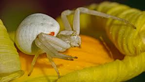 Image result for crab spider