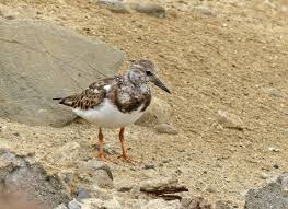 Attēlu rezultāti vaicājumam “Arenaria interpres adult”