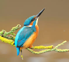 Attēlu rezultāti vaicājumam “Alcedo atthis nest”