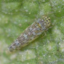 Attēlu rezultāti vaicājumam “Eupteryx vittata”