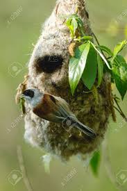 Attēlu rezultāti vaicājumam “Remiz pendulinus nest”