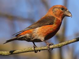 Image result for Loxia curvirostra