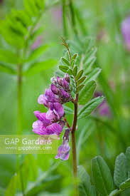 Attēlu rezultāti vaicājumam “Vicia sepium”