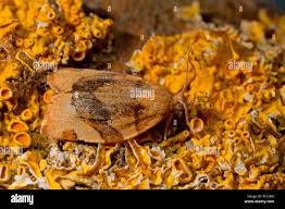 Attēlu rezultāti vaicājumam “Pandemis”