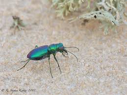 Attēlu rezultāti vaicājumam “Cicindela sylvatica imago”