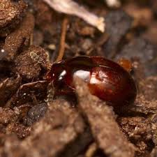 Attēlu rezultāti vaicājumam “Anisotoma humeralis”