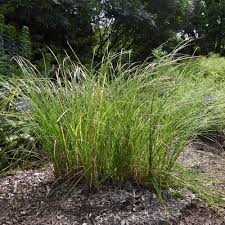 Attēlu rezultāti vaicājumam “Lycogala succineum sessile”