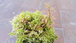 Attēlu rezultāti vaicājumam “Sphagnum platyphyllum”