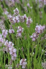 Attēlu rezultāti vaicājumam “Lavandula angustifolia leaf”