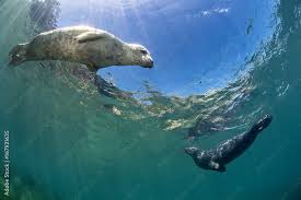 Image result for Halichoerus grypus