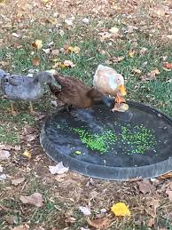 Image result for Clyde Valley Predators