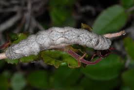 Attēlu rezultāti vaicājumam “Crocallis elinguaria larva”