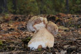 Attēlu rezultāti vaicājumam “Boletus pinophilus”