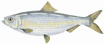 Image result for Alosa aestivalis