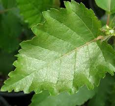 Attēlu rezultāti vaicājumam “Betula nana leaf”