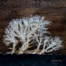 Attēlu rezultāti vaicājumam “Brefeldia maxima plasmodium”