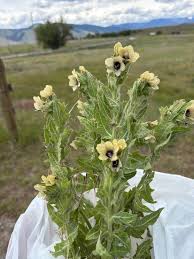 Attēlu rezultāti vaicājumam “Hyoscyamus niger fruit”