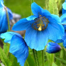 Image result for Meconopsis betonicifolia