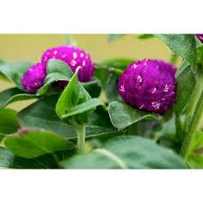 Image result for Kugelamarant