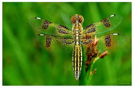 Attēlu rezultāti vaicājumam “Sclerophora pallida”