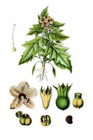 Attēlu rezultāti vaicājumam “Hyoscyamus niger fruit”