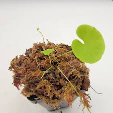 Attēlu rezultāti vaicājumam “Utricularia x neglecta leaf”