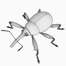 Attēlu rezultāti vaicājumam “Anthonomus pomorum”