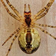 Attēlu rezultāti vaicājumam “Metellina segmentata”