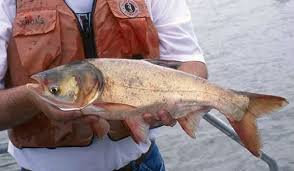 Image result for Hypophthalmichthys nobilis