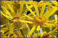 Attēlu rezultāti vaicājumam “Jacobaea paludosa”