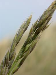 Attēlu rezultāti vaicājumam “Festuca arenaria”
