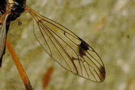 Attēlu rezultāti vaicājumam “Dictenidia bimaculata male”