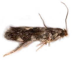 Attēlu rezultāti vaicājumam “Tineidae”