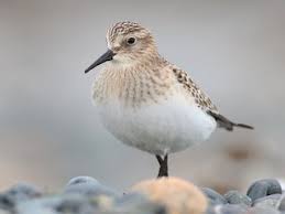 Image result for Calidris bairdii