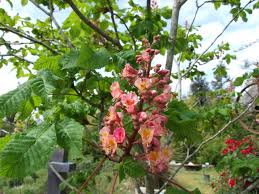 Attēlu rezultāti vaicājumam “Aesculus x neglecta flower”