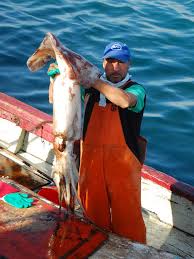 Image result for Dosidicus gigas