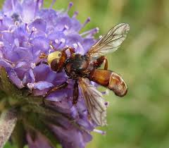 Attēlu rezultāti vaicājumam “Sicus ferrugineus”