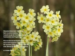 Image result for Himmelschlüssel