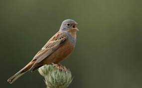 Image result for Emberiza caesia
