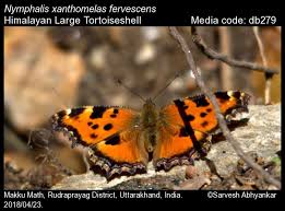 Attēlu rezultāti vaicājumam “Nymphalis xanthomelas”