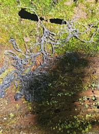 Attēlu rezultāti vaicājumam “Siphoptychium violaceum young”