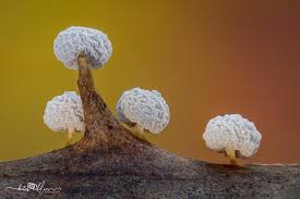 Attēlu rezultāti vaicājumam “Didymium clavus macro”