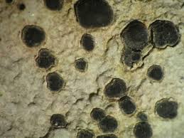 Attēlu rezultāti vaicājumam “Porpidia macrocarpa”